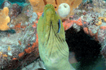 Random diving photo!
